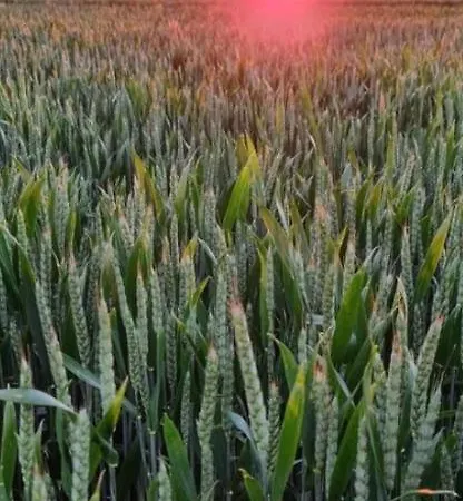 Bed and breakfast Entre Honfleur Et Etretat Octeville-sur-Mer